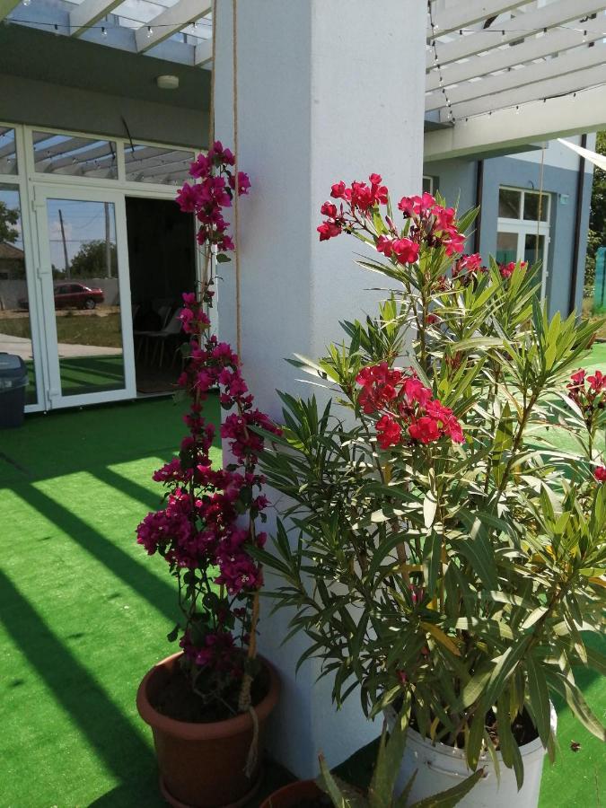 Tina Guest House Basarabi Extérieur photo